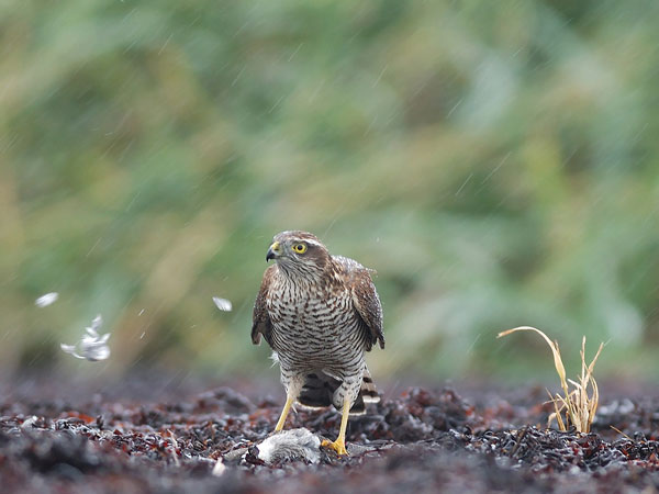 Varpushaukka, Eurasian Sparrowhawk, Accipiter nisus